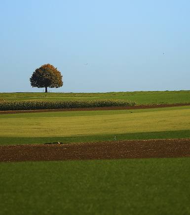 Feldweg im Hügelland